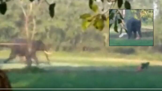 30 साल के आदमी को दौड़ा-दौड़ाकर हाथी ने कुचला, असम से सामने आया शॉकिंग वीडियो