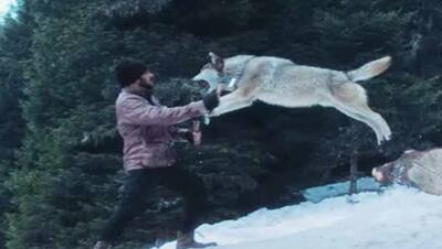 Tiger Zinda Hai @ 4: असली खूंखार भेड़ियों के साथ Salman Khan ने किया था खतरनाक स्टंट