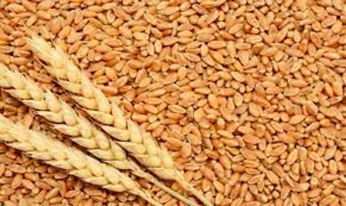 भारत का कृषि निर्यात 50 बिलियन डॉलर के रिकॉर्ड हाई पर पहुंचा, गेहूं निर्यात में 273 फीसदी का इजाफा 