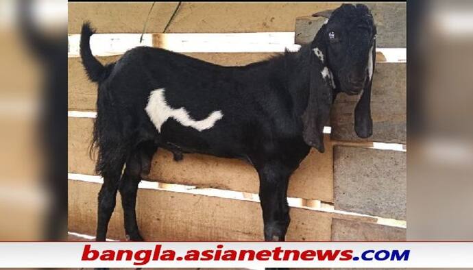 Assam Goat: ছাগলের পেটে কি সত্যিই জন্মালো মানব সন্তান - তুমুল ভাইরাল ছবি, দেখুন