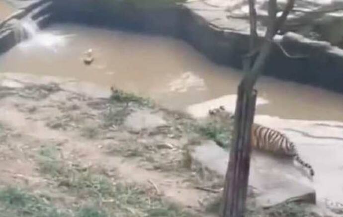 जब बत्तख ने पानी में खेला खूंखार बाघ से लुका-छिपी का खेल, देखें मजेदार वीडियो