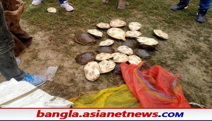 Poaching in West Bengal: পুলিশের জালে ২ চোরা শিকারি, বেলঘড়িয়ায় উদ্ধার ৫০টি বিলুপ্তপ্রায় কচ্ছপ