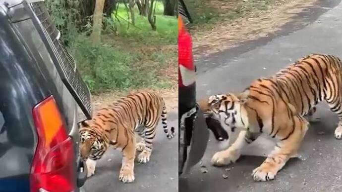 Mahindra Xylo कार को सड़क पर रोककर चबाने लगा बाघ, आनंद महिन्द्रा ने कही यह बात
