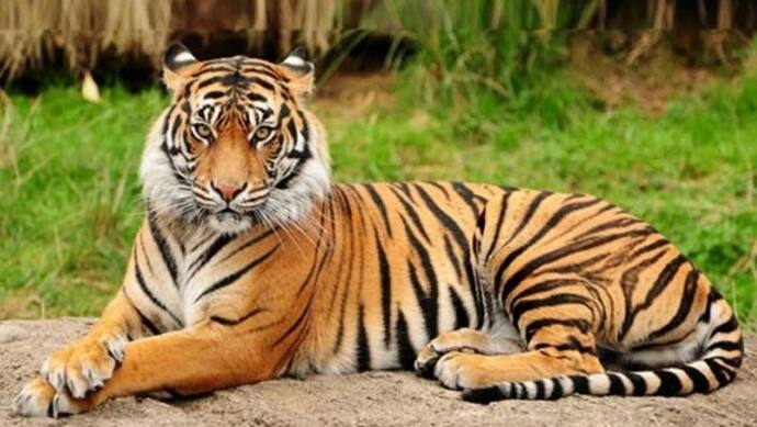 Save Tiger: देश में 6% की रेट से बढ़ रहे बाघ; हर साल 98 की मौत, सरकार ने मीडिया की रिपोर्ट को गलत बताया