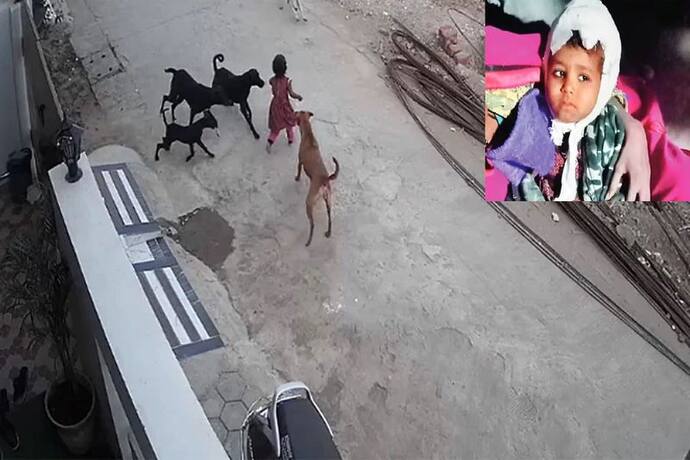 भोपाल में मासूम बच्ची पर आवारा कुत्तों का हमला, नोच-नोच कर बुरी तरह किया लहूलुहान..रोंगटे खड़े कर देगा वीडियो