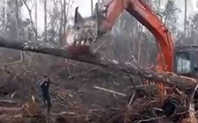 जब जंगल उजाड़ रहे शख्स से भिड़ गया बंदर, देखिए रुला देने वाला यह वीडियो