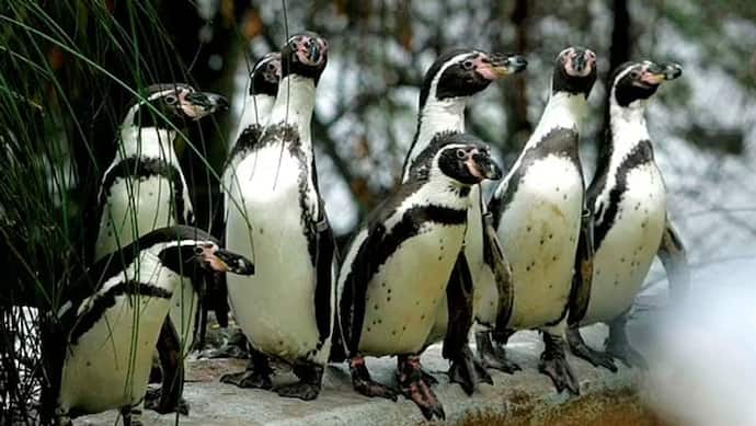 ब्रिटिश चिड़ियाघर में 50 पेंगुइन की मौत, अधिकारियों ने इसके पीछे बताई चौंकाने वाली वजह