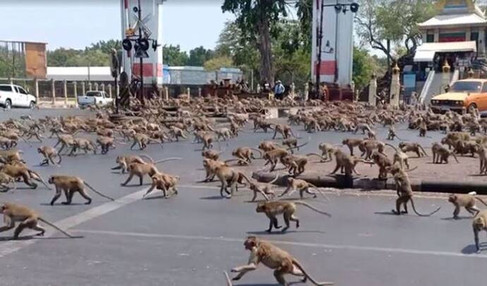 Thailand के इस शहर पर बंदरों का कब्जा, गैंग बनाकर दुकानों में कर रहे लूटपाट, लोग घर छोड़कर भागे