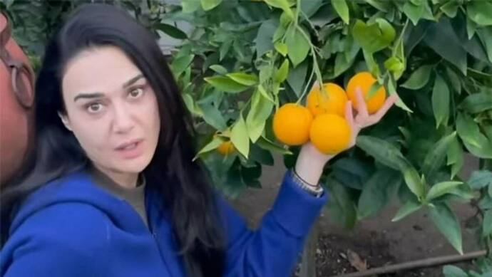 संतरे से लेकर केले तक अपनी 'घर की खेती' में ये फल-सब्जियां उगा रही डिंपल गर्ल Preity Zinta, देखें वीडियो