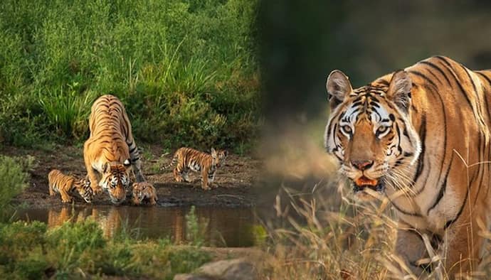 International Tiger Day 2022 : एक सदी पहले एक लाख थी बाघों की संख्या लेकिन अब सिर्फ 4 से 5 प्रतिशत ही जिंदा