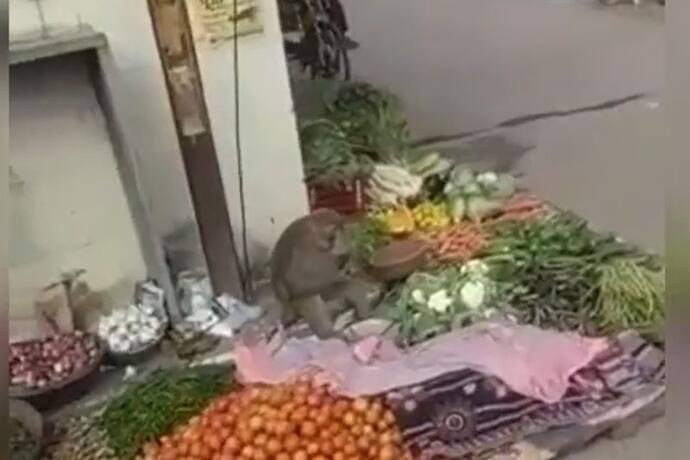 जब फुटपाथ किनारे बंदर बेचने  लगा सब्जी, IPS ऑफिसर को भी कहना पड़ा- यहां उपलब्ध हैं फ्रेश सब्ज़ियां
