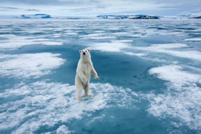 पहली बार ध्रुवीय भालू ने किया रेंडियर का शिकार, वैज्ञानिकों ने कहा- Global Warming का प्रभाव
