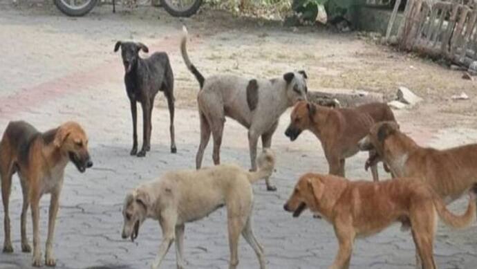 बिहार में शॉकिंग क्राइम: काली मां की रक्षा में तैनात 7 कुत्तों को जहर देकर मार डाला, मंदिर में किया ये कांड