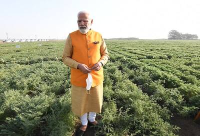 कार से उतरकर चने के खेत में पहुंचे PM Modi, तोड़कर खाया, देखें खास तस्वीरें