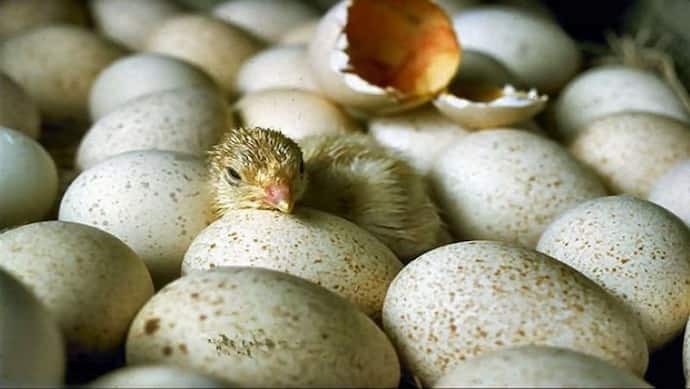 सख्त खाेल से पैक अंडे में भी चूजा आसानी से लेता है सांस, बराबर मिलती है उसे ऑक्सीजन, जानिए कैसे