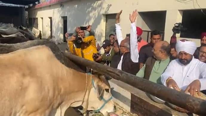 पंजाब चुनाव: प्रचार खत्म होते ही रिलेक्स मूड़ में CM चन्नी, भदौड़ की गौशाला में गायों को खाना खिलाया, Video