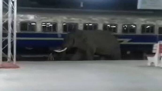 हरिद्वार रेलवे स्टेशन पर जंगली हाथी देख हैरत में पड़े लोग, शोर कर भगाया, देखें Video