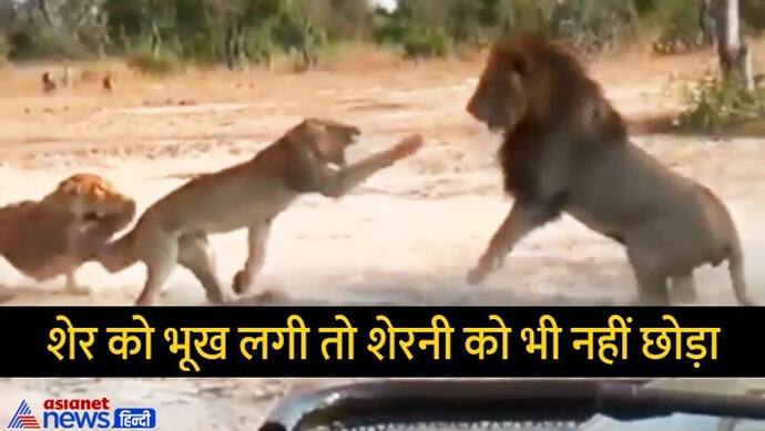 नहीं मिला शिकार, तो अपनी ही शेरनी को खाने के लिए दौड़ा शेर, वायरल वीडियो में देखें फिर आगे क्या हुआ