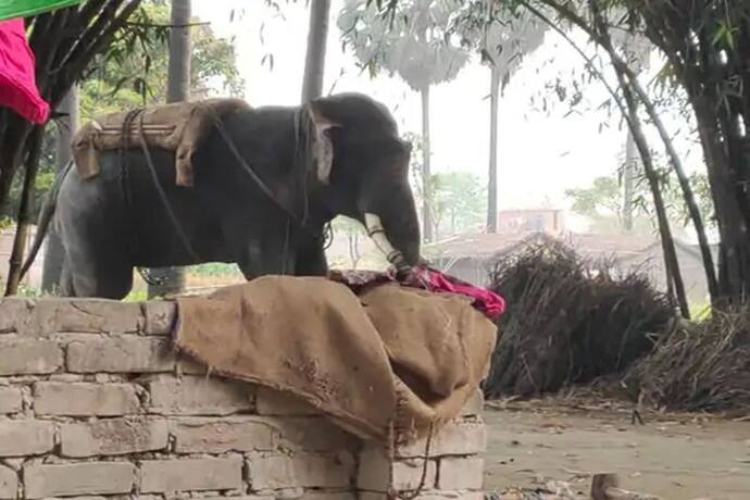 गजराज का गुस्सा: मोतिहारी में हाथी का उत्पात देख डरे ग्रामीण, कई घर तहस-नहस, महावत को पटक-पटक कर मार डाला