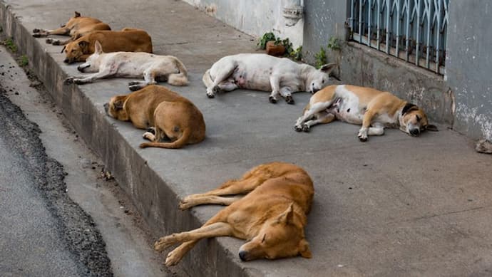 लखनऊ के बाद फतेहपुर में देखने को मिला कुत्तों का आतंक, डेढ़ साल की मासूम का किया दर्दनाक हाल