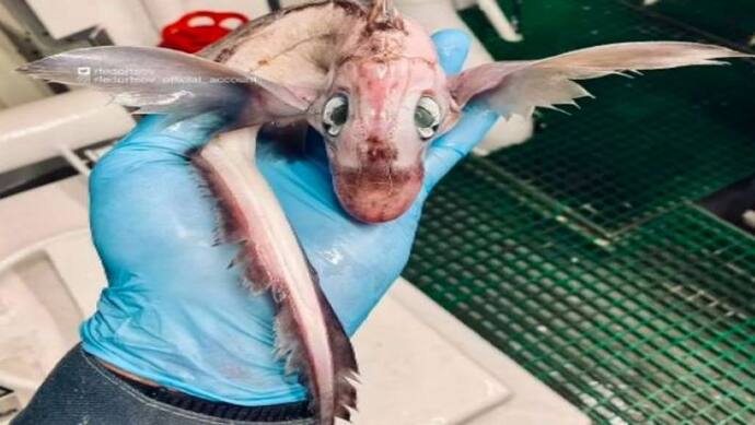 समुद्र में रूसी मछुआरे को दिखी अनोखी मछली, विशेषज्ञ भी हैरान यह कैसा जीव, सोशल मीडिया पर नाम मिला बेबी ड्रैगन 