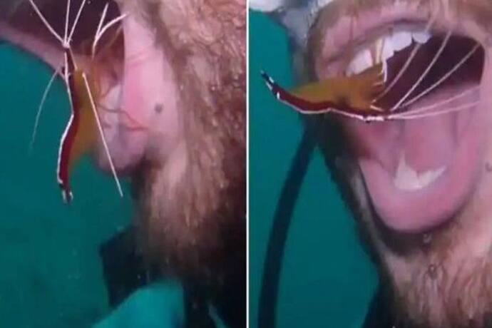 इस झींगे ने समुद्र में गोताखोर के साथ जो किया उसे देखकर हो जाएंगे हैरान, वीडियो वायरल 