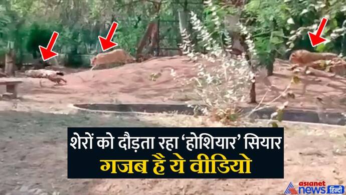 गलती से शेरों के बाड़े में गिरा 'सियार' निकला गजब का होशियार, 'राजा-रानी' पीछे दौड़ते रहे, देखिए Viral वीडियो