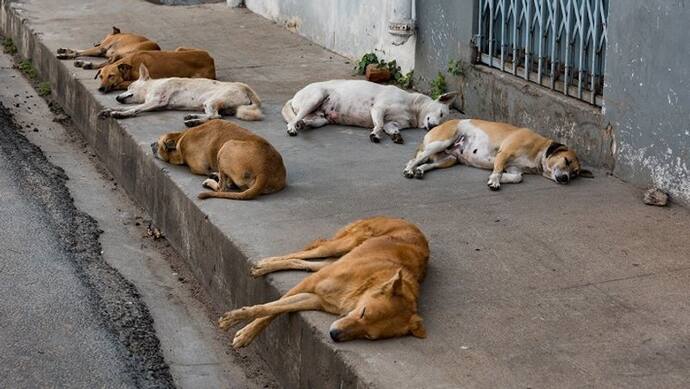 LDA remove ban street dogs