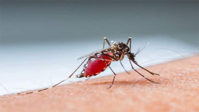 World Malaria Day 2022: धनिया से लेकर गिलोय तक ये है मलेरिया से बचने के रामबाण उपाय