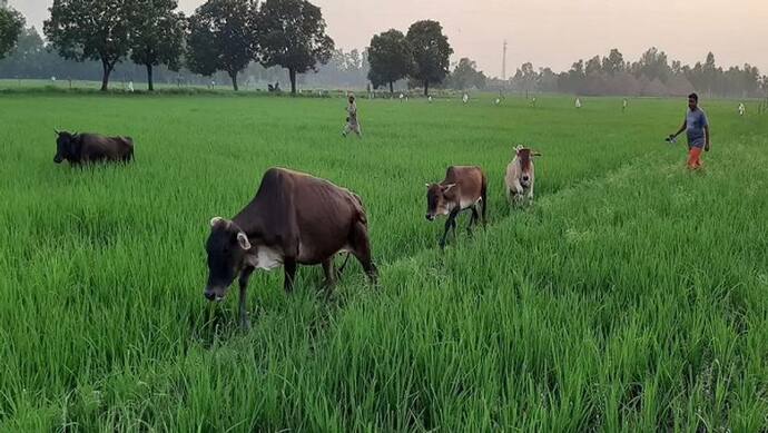 यूपी में खेत और सड़कों पर छुट्टा जानवरों से जल्द मिलेगी निजात, मंत्री ने साझा किया योगी सरकार का पूरा प्लान