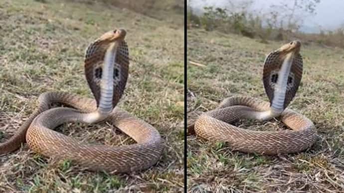 किंग कोबरा का प्राणायाम देखकर हो जाएंगे दंग, इसका डसा नहीं मांगता पानी, वीडियो में देखें क्यों की ऐसी हरकत