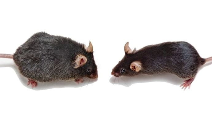 OMG! बुजर्ग चूहे को जवान करने में सफल हुए वैज्ञानिक, काम आई यह तकनीक 