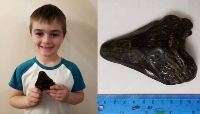 6 साल के लड़के ने तलाशे लाखों साल पुराने मेगालोडन शार्क के दांत, वैज्ञानिकों ने जताई हैरानी