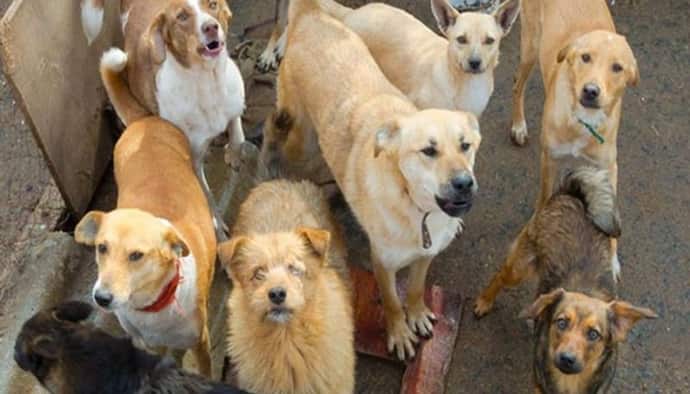 महाराष्ट्र में मां-बाप की क्रूरता: बेटे को 22 कुत्तों के बीच 2 साल तक किया कैद, मासूम की हालत डरावनी