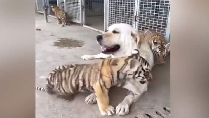 Viral Video: बाघ के तीन बच्चों को पाल रहा लेब्राडोर, इंटरनेट यूजर्स ने की तारीफ