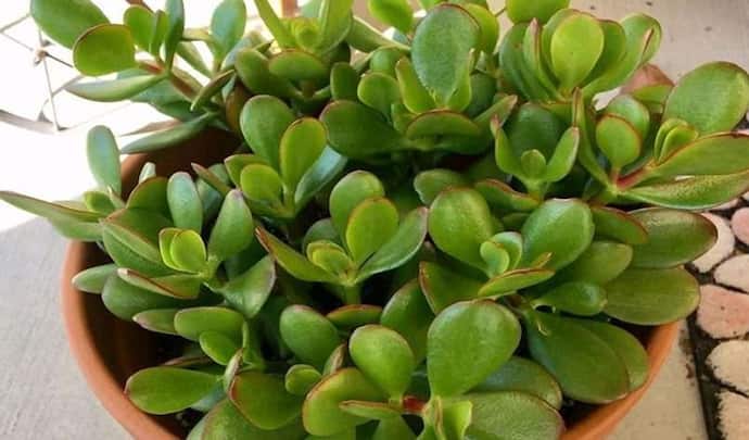 ये 3 साधारण पौधे जगा सकते हैं सोई हुई किस्मत, इनकम बढ़ाने के साथ देते हैं और भी फायदे