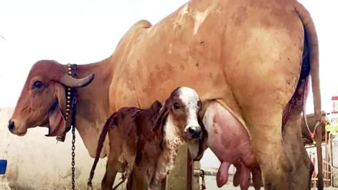 ये हैं भारत में सबसे ज्यादा दूध देने वाली 10 गाय, एक तो हर रोज देती है 50 से 80 लीटर दूध 