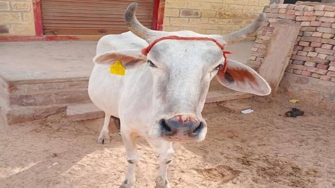 जयपुर के बाद अब जैसलमेर में पागल हो गया कुत्ता, 36 गायों को काट खाया  गांव वालों ने कुत्ते का किया ये हाल