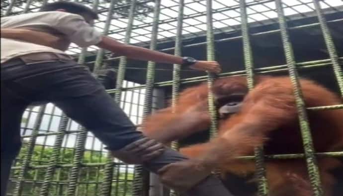 अटक गई सांस: पिंजरे में कैद Orangutan को चिढ़ा रहा था युवक, वीडियो में देखिए इस बेजुबान जानवर ने कैसे लिए बदला