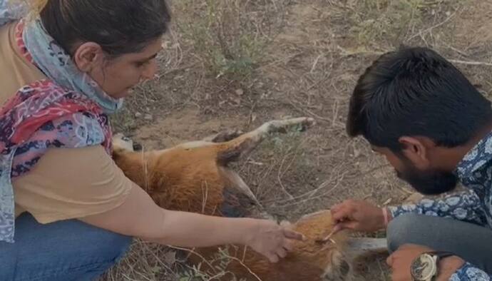राजस्थान का रोचक मामला: बकरी को काटा तो किसान ने किलर को दी कुत्तों की सुपारी, रातों-रात बिछा दी लाशें...