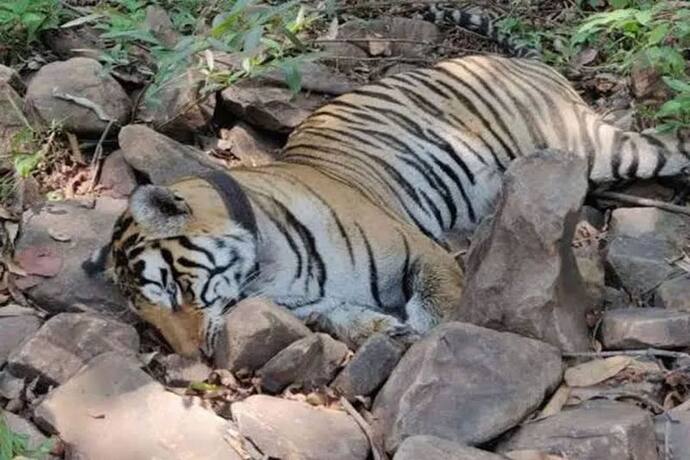 टाइगर स्टेट मध्यप्रदेश में एक और बाघ की मौत : पन्ना टाइगर रिजर्व में मिला शव, बाघिन T-1 की थी संतान