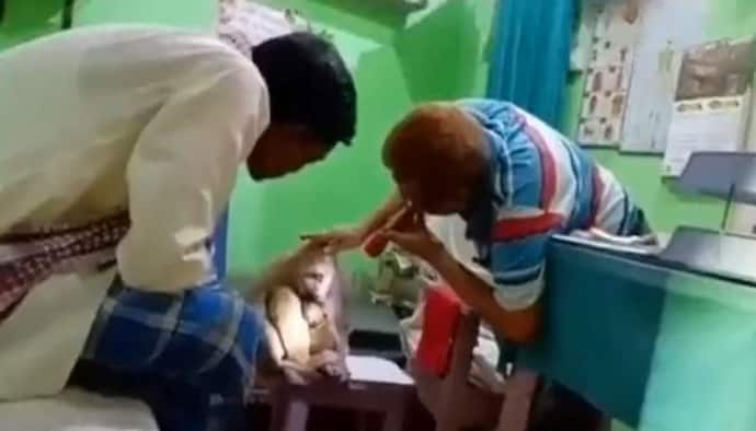 बंदर का इमोशनल वीडियो: चोट लगी तो बच्चे को सीने से चिपकाए डॉक्टर के पास पहुंचा, लोगों ने की थी उससे गंदी हरकत 