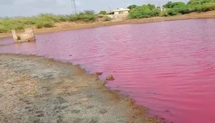 भारत-पाकिस्तान सीमा पर तालाब का पानी हुआ गुलाबी, लोग बोले- चमत्कार, अधिकारी बोले- खतरे का संकेत है पास मत जाना