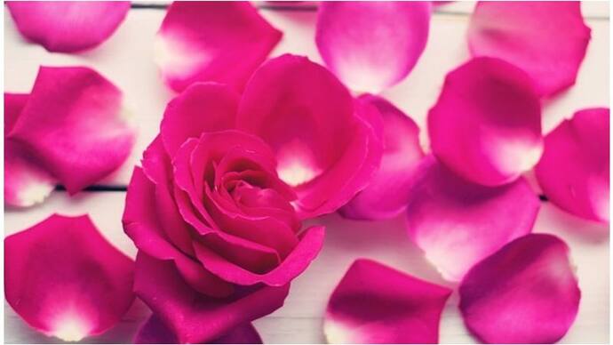 Rose petals