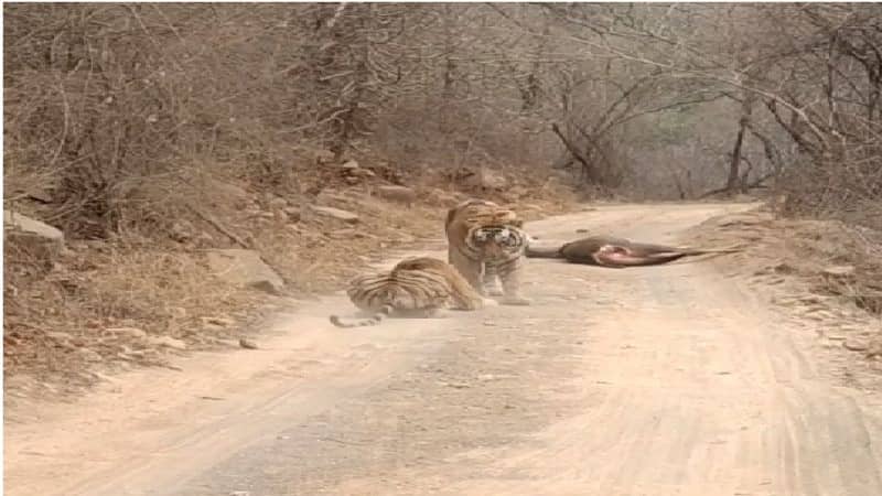 रणथंभौर से सामने आया शिकार के लिए शेर और फीमेल शेर में फाइट का जबरदस्त VIDEO