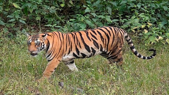खेत में काम कर रहे किसान पर बाघ ने किया जानलेवा हमला, सूचना के बाद भी नहीं पहुंचे वनकर्मी