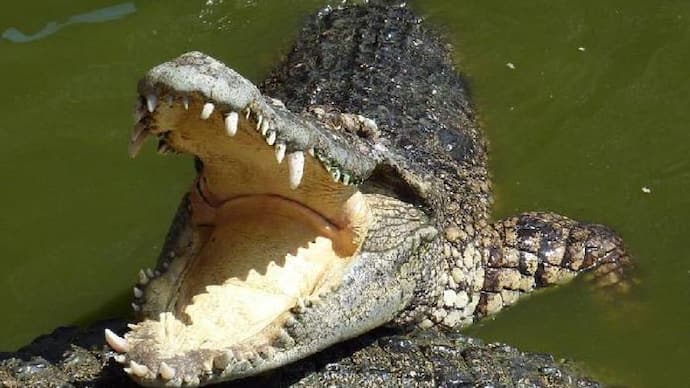 crocodile, attack
