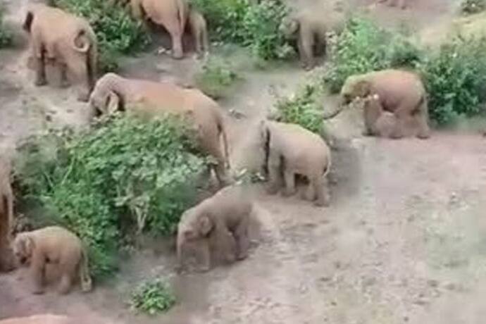 शाम होते ही हिंसक हो जाता है हाथियों का ये झुंड, झारखंड के कई ग्रामीणों में फैली दहशत, जानें क्या है वजह 