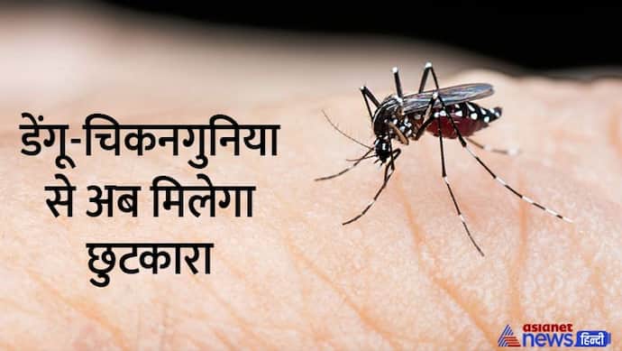 डेंगू-चिकनगुनिया का अब होगा सफाया,भारतीय वैज्ञानिकों ने की अनोखी खोज 