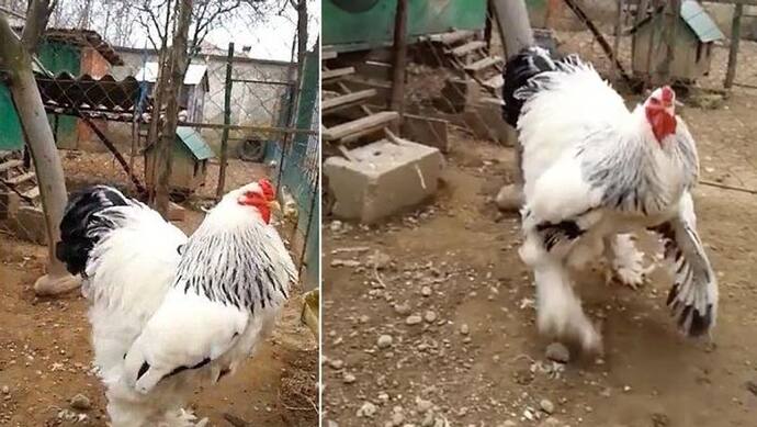 Shocking Video: सोशल मीडिया पर फिर ट्रेंड हुआ वर्ल्ड का सबसे बड़ा मुर्गा, हाइट-वजन देखकर लोग हैरान रह गए